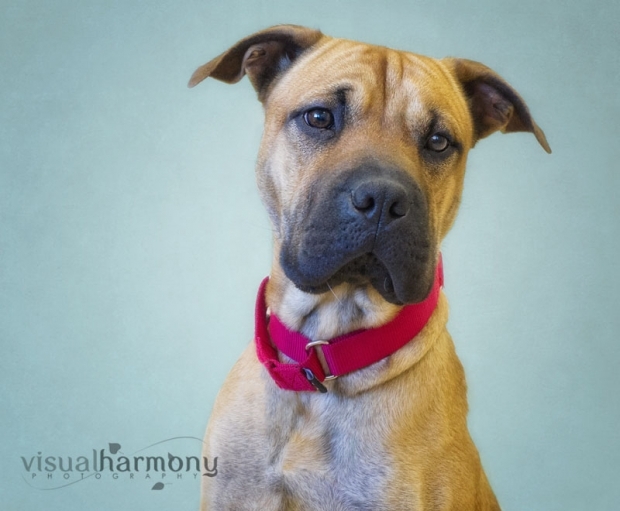 Someone to love: Annalisa